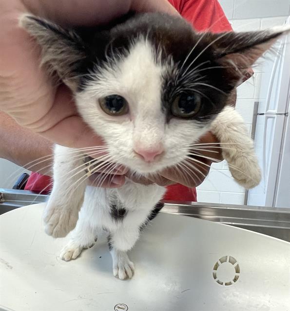 adoptable Cat in Haw River, NC named MABEL