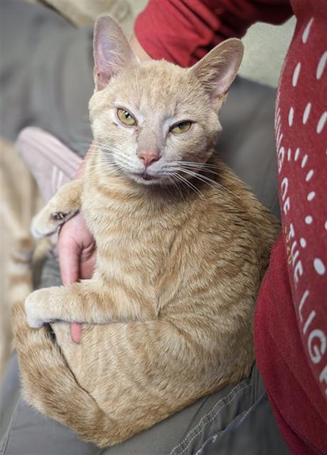 adoptable Cat in Haw River, NC named SUNSHINE