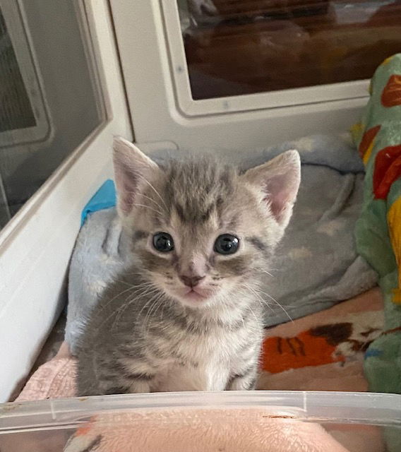 adoptable Cat in Haw River, NC named AMALI