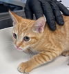 adoptable Cat in Haw River, NC named PRINCE JUG