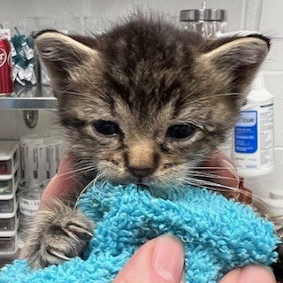 adoptable Cat in Haw River, NC named CADET