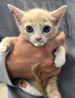 adoptable Cat in Haw River, NC named MARGOT