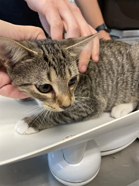 adoptable Cat in Haw River, NC named TABBY TAMMY