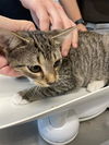 adoptable Cat in , NC named TABBY TAMMY