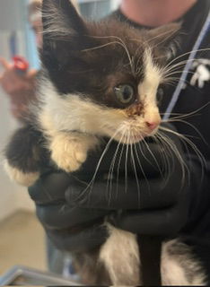 adoptable Cat in Haw River, NC named BARLEY