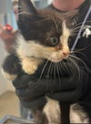 adoptable Cat in , NC named BARLEY