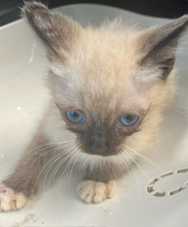 adoptable Cat in Haw River, NC named BART