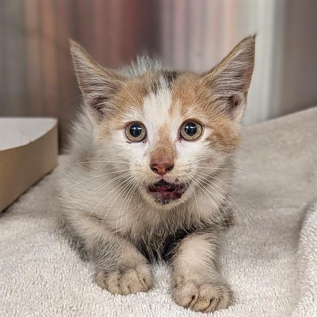 adoptable Cat in Haw River, NC named AL