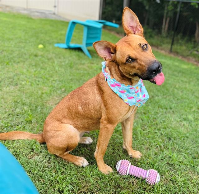 adoptable Dog in Haw River, NC named IRA