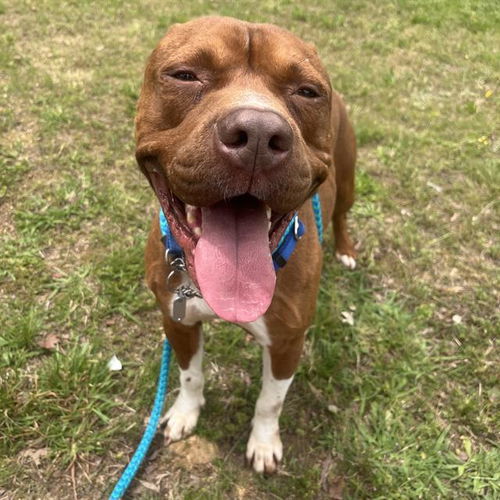 picture of the dog needing adoption