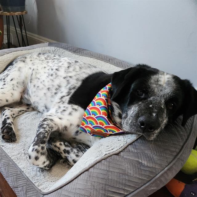 adoptable Dog in Haw River, NC named ROCKY