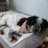 adoptable Dog in Haw River, NC named ROCKY