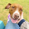 adoptable Dog in  named QUEEN