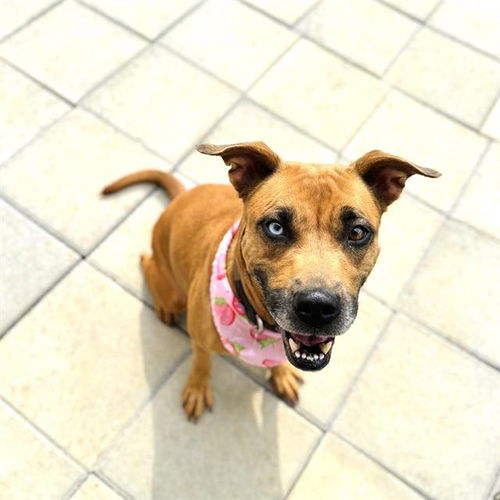 picture of the dog needing adoption