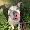 adoptable Dog in  named DIESEL