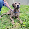 adoptable Dog in Haw River, NC named RIVER
