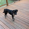 adoptable Dog in Haw River, NC named DAISY