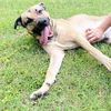adoptable Dog in Haw River, NC named AXIS