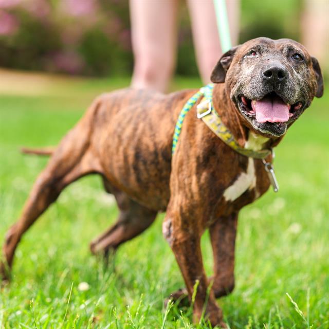 adoptable Dog in Haw River, NC named COPPER