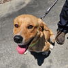 adoptable Dog in Haw River, NC named ROSIE