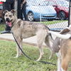adoptable Dog in Haw River, NC named RILEY
