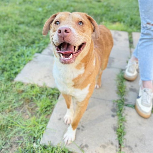 picture of the dog needing adoption