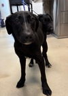 adoptable Dog in  named STORY