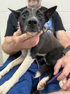 adoptable Dog in  named BUDDY