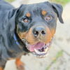 adoptable Dog in  named BERNARD