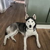 adoptable Dog in  named NIFA
