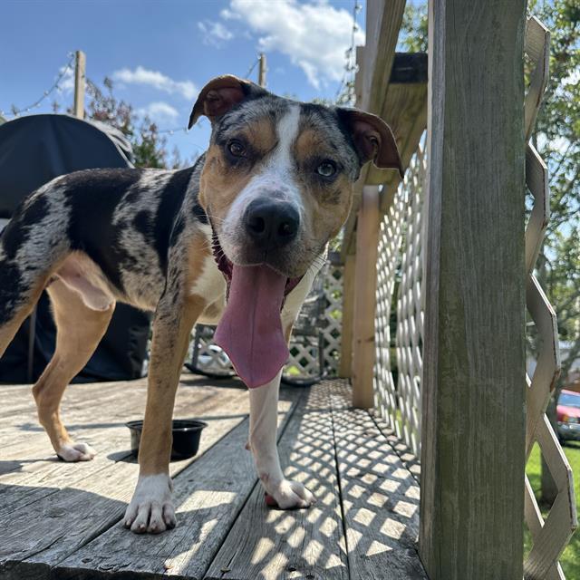 adoptable Dog in Haw River, NC named MERLE