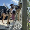adoptable Dog in  named MERLE
