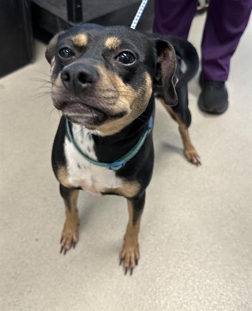 adoptable Dog in Haw River, NC named NATALIA