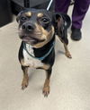 adoptable Dog in  named NATALIA