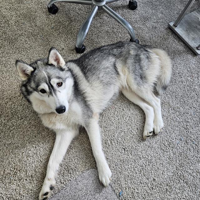 adoptable Dog in Haw River, NC named KENYA