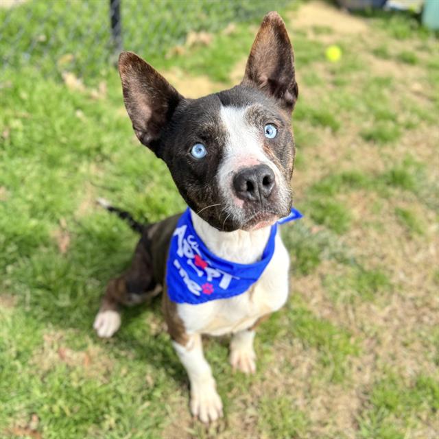 adoptable Dog in Haw River, NC named SCOUT