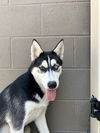adoptable Dog in  named ASTRA