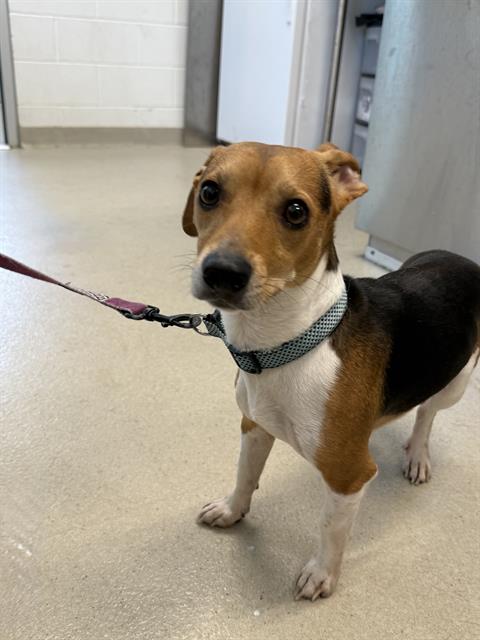 adoptable Dog in Haw River, NC named MAX