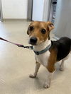 adoptable Dog in  named MAX