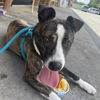 adoptable Dog in  named CHARLOTTE