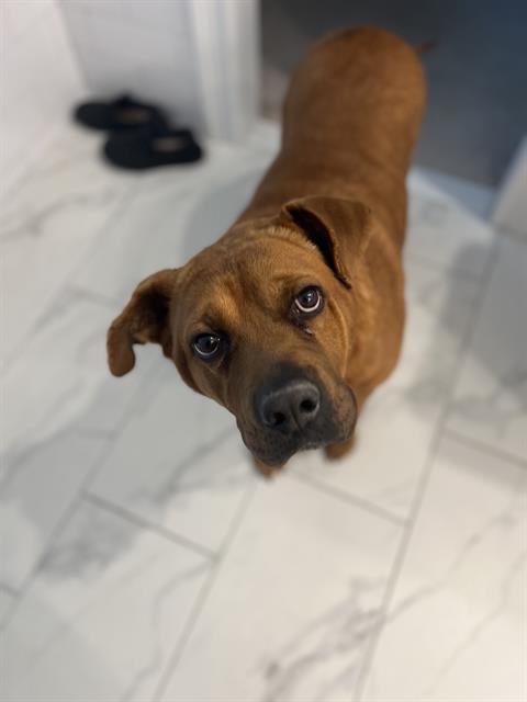 picture of the dog needing adoption