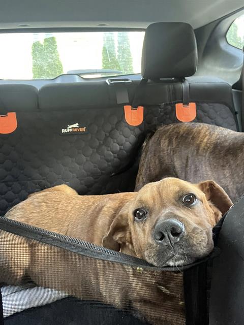picture of the dog needing adoption