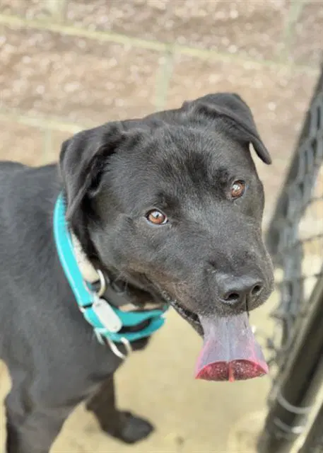 Perrito - Labrador Retriever