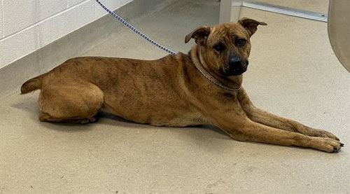 picture of the dog needing adoption