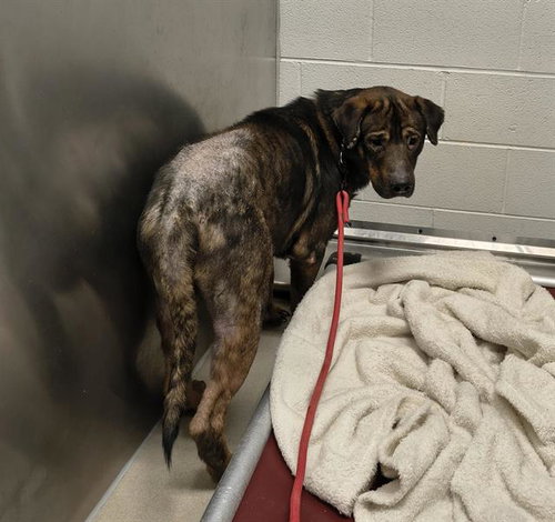 picture of the dog needing adoption