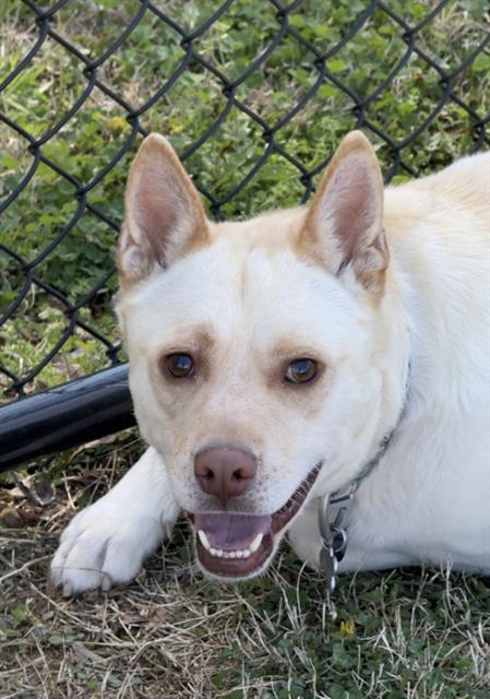 DOG, an adoptable German Shepherd Dog in Haw River, NC