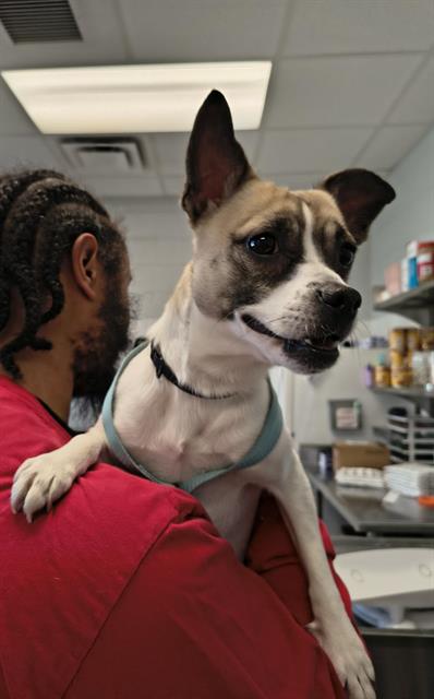 picture of the dog needing adoption