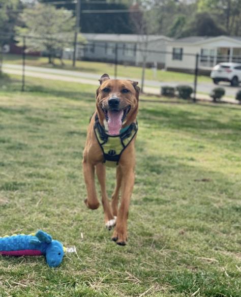 picture of the dog needing adoption