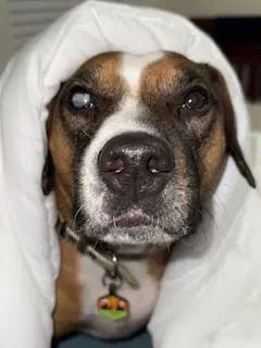 Leo - Boxer