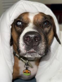 picture of the dog needing adoption